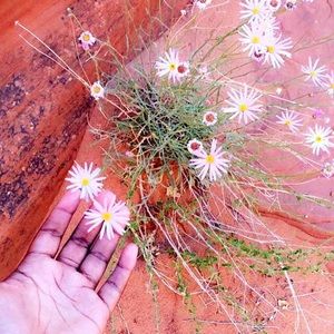 Meet your Posher, Carokyn